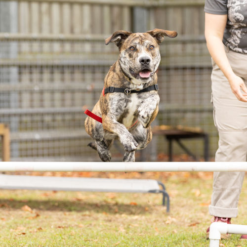 Chino - Catahoula x American Staffy Dog