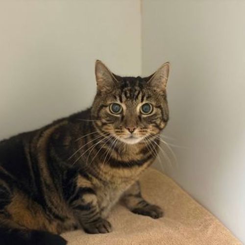 Three Legged Leo - Domestic Short Hair Cat