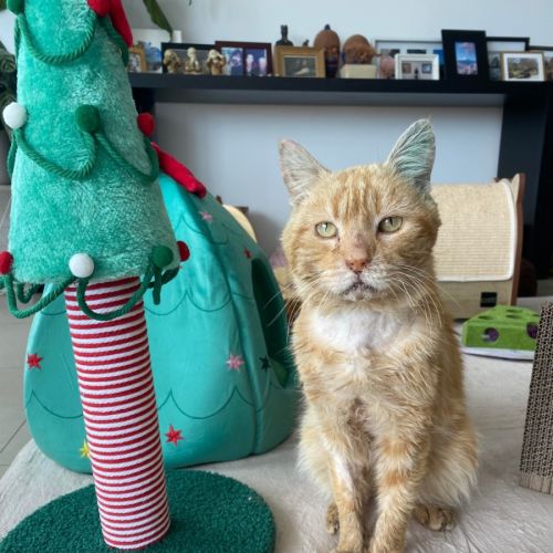 Corky  - Domestic Short Hair (DSH) Cat