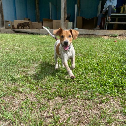 Piers - Jack Russell Terrier Dog