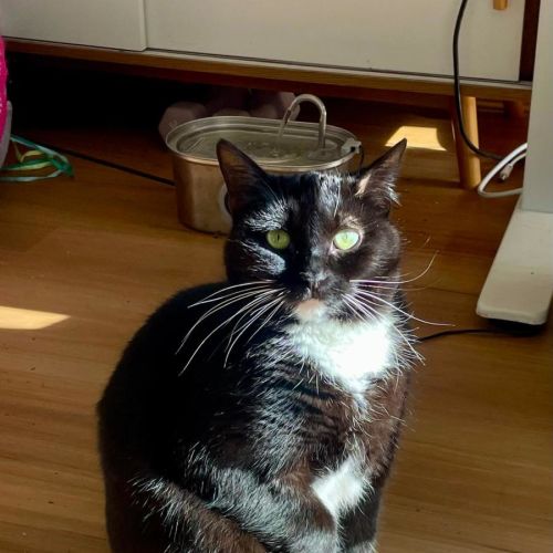 Pudding - Domestic Short Hair (DSH) Cat