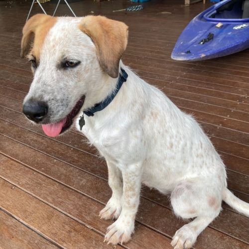 Fern - Australian Cattle Dog