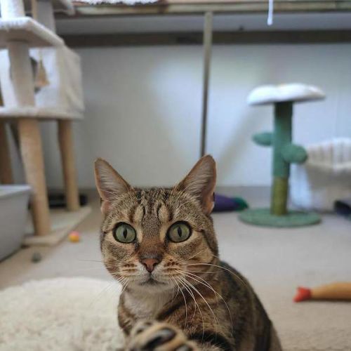Sarah - Domestic Short Hair (DSH) Cat
