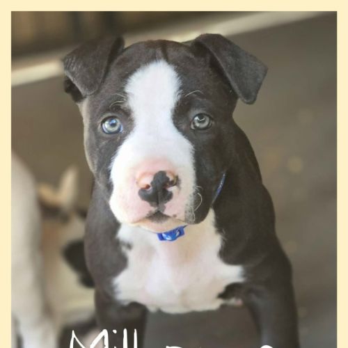 Milhouse - American Staffordshire Terrier Dog