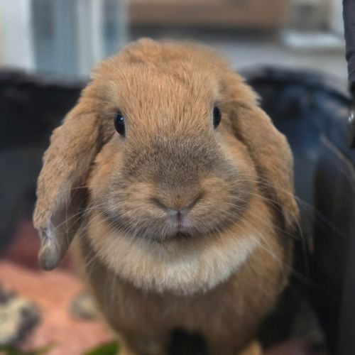 Bunbuns - Mini Lop Rabbit