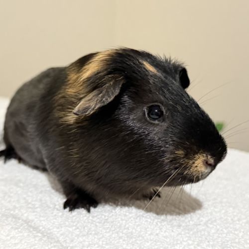 Cornflake - Smooth Hair Guinea Pig