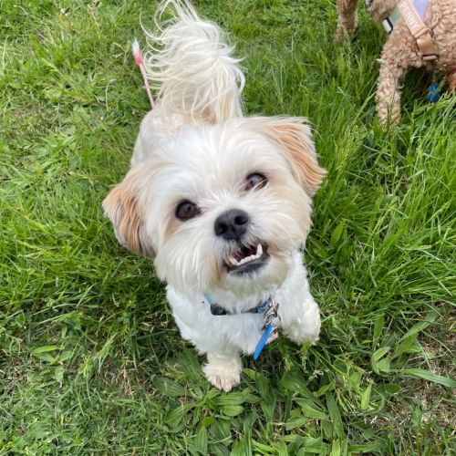 Fluffy (On Hold) - Shih Tzu x Mixed breed Dog