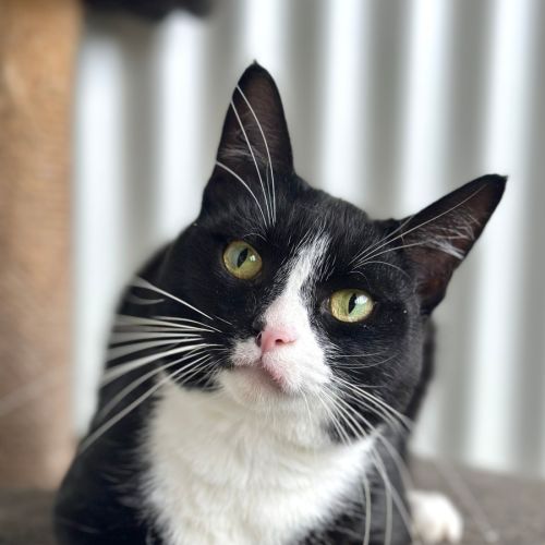 Maow Maow - Domestic Short Hair (DSH) Cat