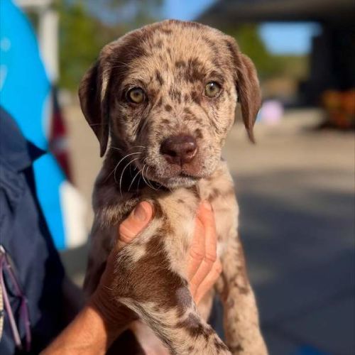 Sprinkle - Australian Koolie Dog