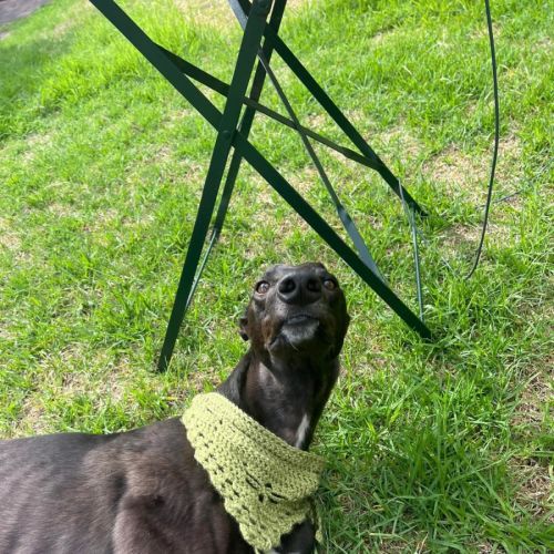 Diavola - Greyhound Dog