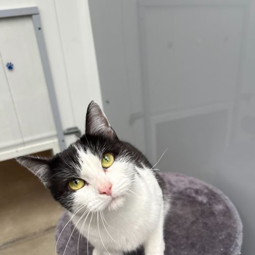 Dice 🎲 - Domestic Short Hair (DSH) Cat