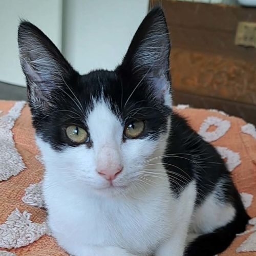 Sabrina - Domestic Short Hair (DSH) Cat