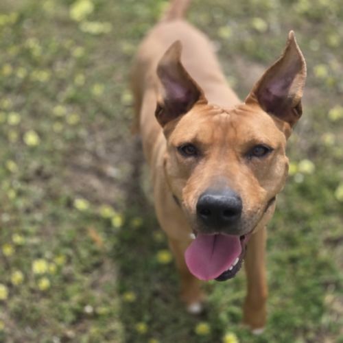 Scooby - Staffy Dog