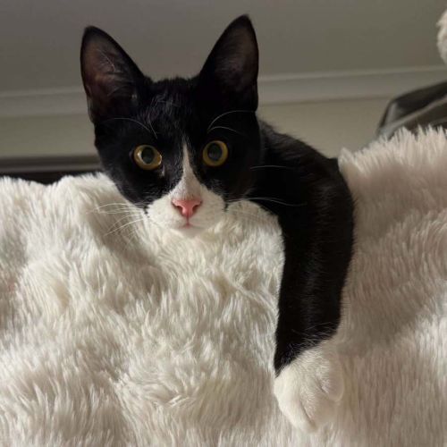 13668 - Firefly - Domestic Short Hair (DSH) Cat