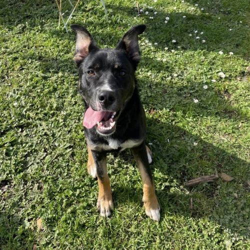 Hendrix  - Australian Kelpie x German Shepherd Dog