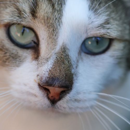 Fred - Domestic Short Hair (DSH) Cat