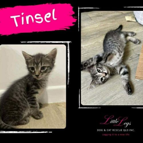 Tinsel - Domestic Medium Hair (DMH) Cat