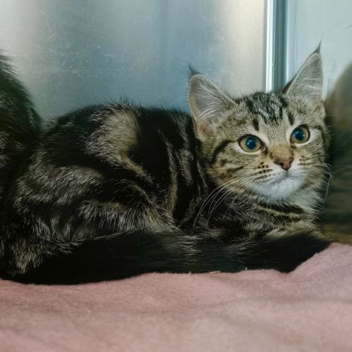 Rune - Domestic Short Hair Cat