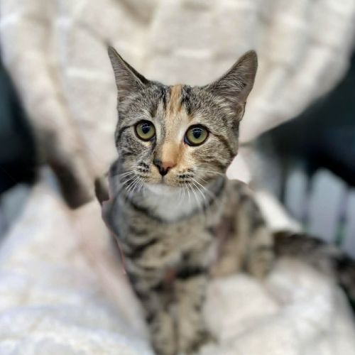 Sharona  - Domestic Short Hair (DSH) Cat