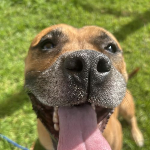 Chad - Staffordshire Bull Terrier Dog