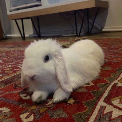 Dobby - Mini Lop Rabbit