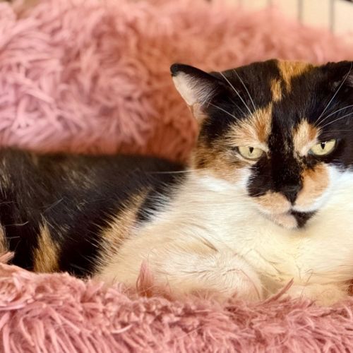 Queen Mimmi - Domestic Short Hair (DSH) Cat