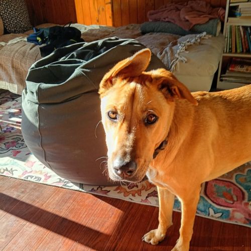 Gemma   - Australian Cattle Dog x Australian Kelpie Dog