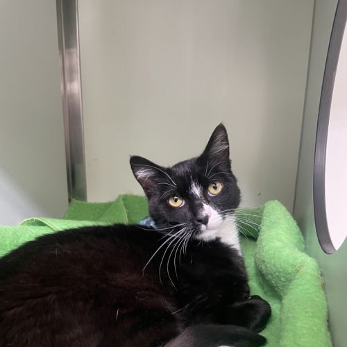 Bilby - Domestic Short Hair Cat