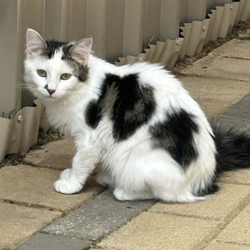 Tinkerbell (and Silvermist) - Domestic Medium Hair (DMH) Cat