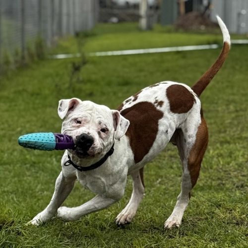 Sully (63758) - American Staffy Dog