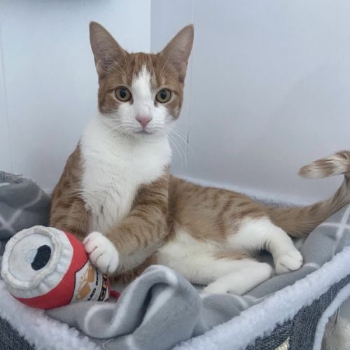 Mango - Domestic Short Hair (DSH) Cat