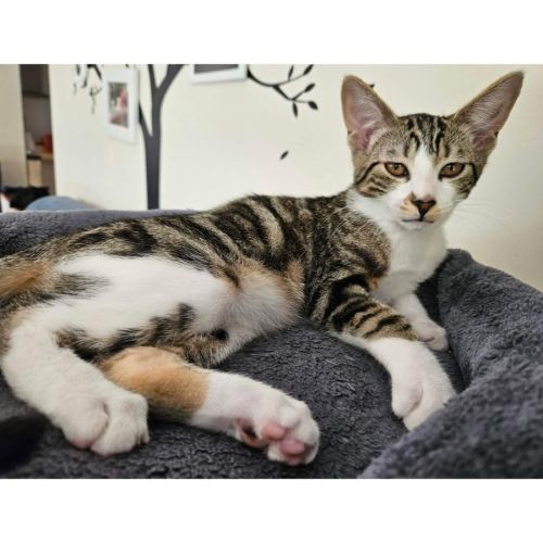 12938 - Dewey - Domestic Short Hair (DSH) Cat