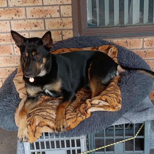 Yahtzee - Australian Kelpie Dog