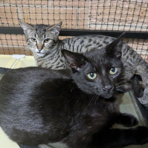 Burton and Taylor - Domestic Short Hair (DSH) Cat