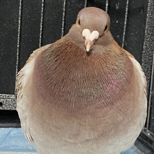 Pretty Pink Princess -  Bird