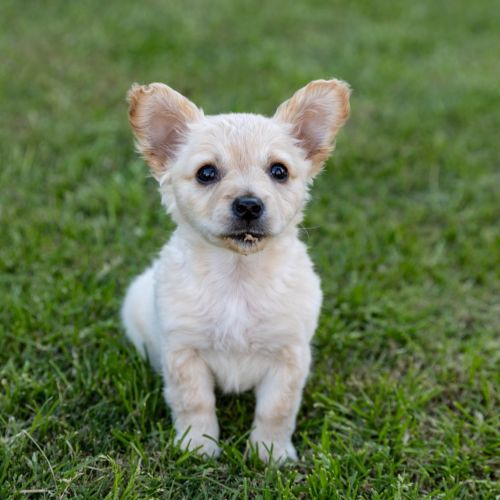 Annie - Mixed breed Dog