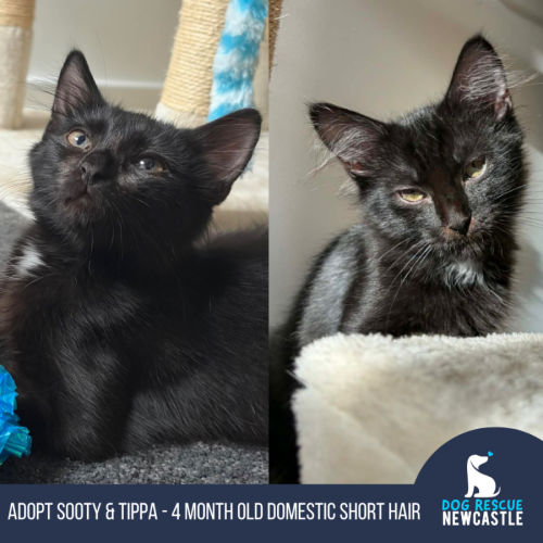 Tippa & Sooty - 4 Month Old Domestic Short Hair - Domestic Short Hair (DSH) Cat