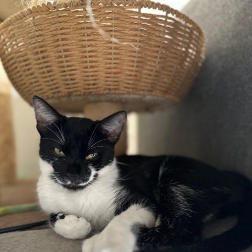 Oreo - Domestic Short Hair (DSH) Cat