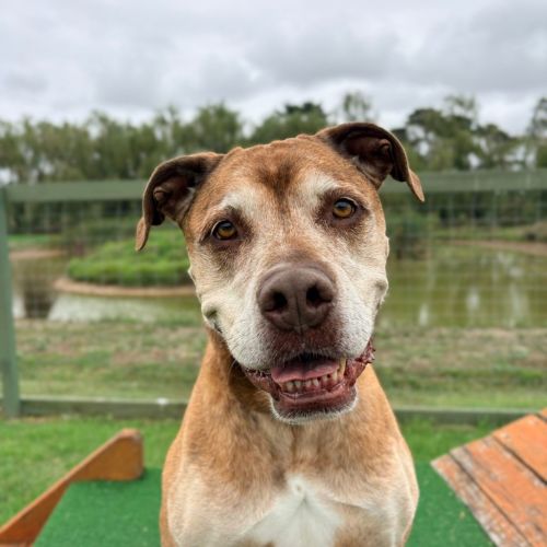 Ronald - American Staffy Dog