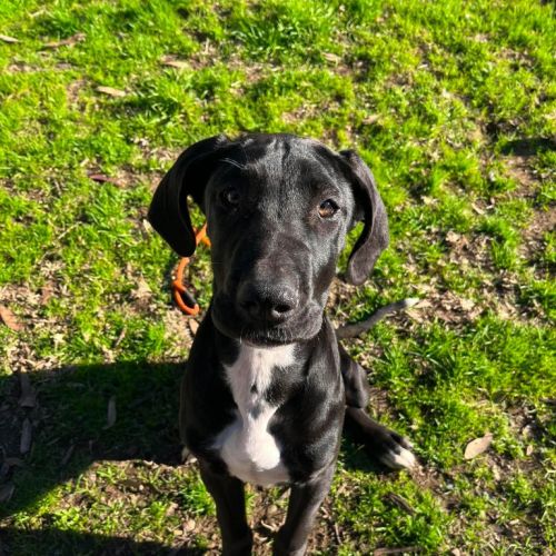 Zephyr - Great Dane x Mastiff Dog