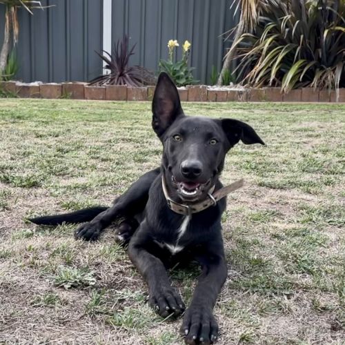 Neville  - Australian Kelpie Dog