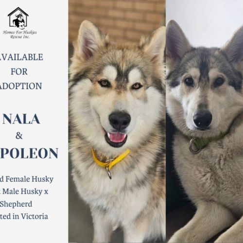Nala & Napoleon  - Siberian Husky Dog