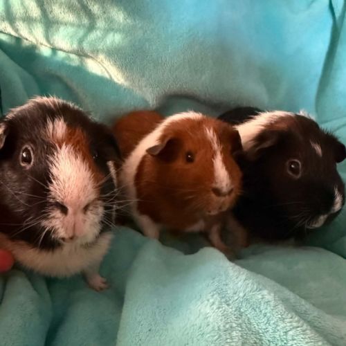 Parsley, Milo & TJ - Assisted Rehome -  Guinea Pig
