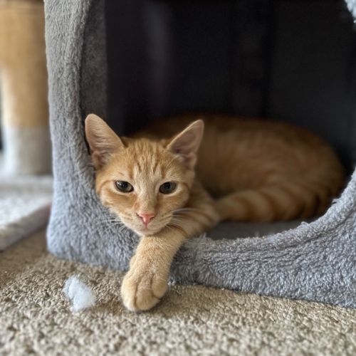 Jupiter - Domestic Short Hair (DSH) Cat