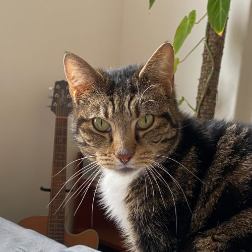 Marcie - Domestic Short Hair (DSH) Cat