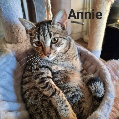Annie - Domestic Short Hair (DSH) Cat