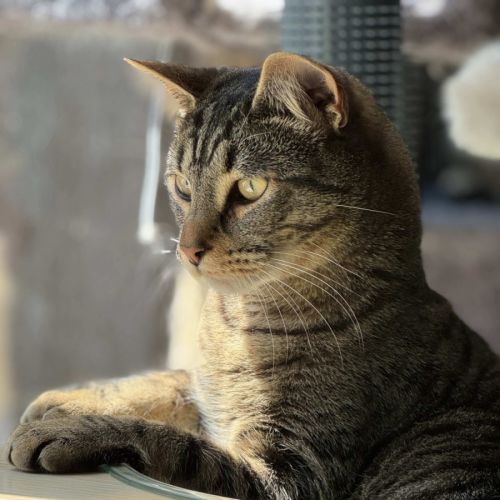 Joseph - Domestic Short Hair (DSH) Cat