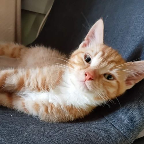 Buddy & Squeak - Domestic Short Hair (DSH) Cat