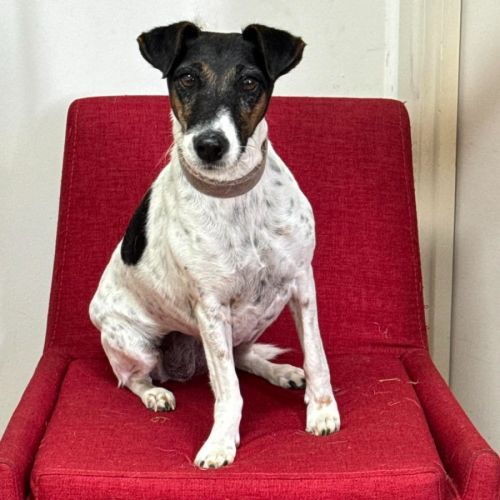Charlie - Fox Terrier (Smooth) Dog