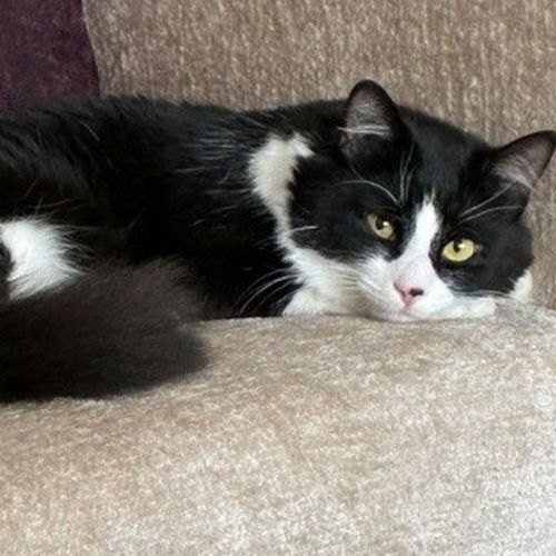 Pingu - Domestic Medium Hair Cat